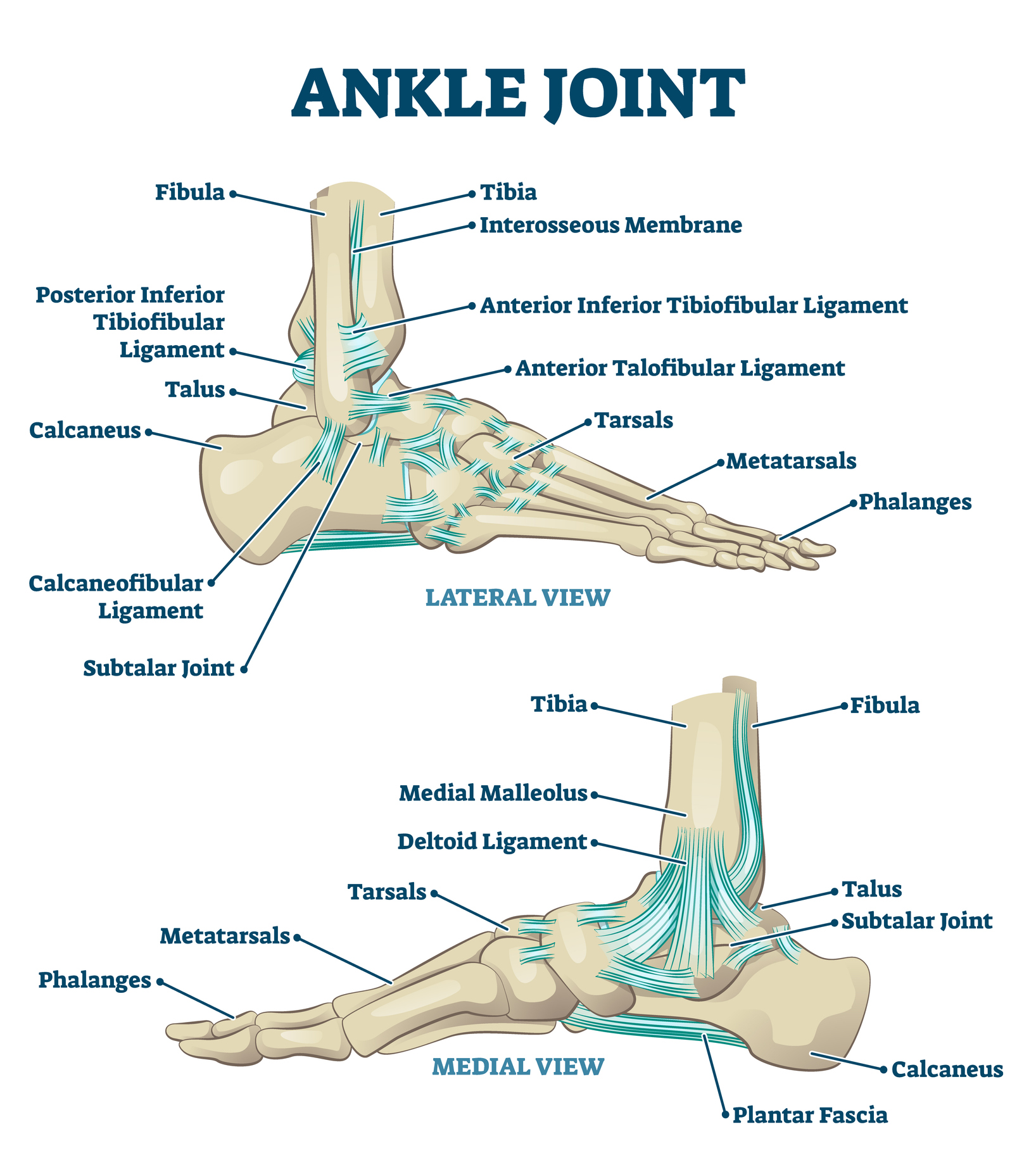 Ankle Ligament Anatomy